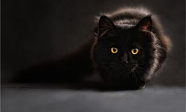 解梦之梦见黑猫是什么意思？