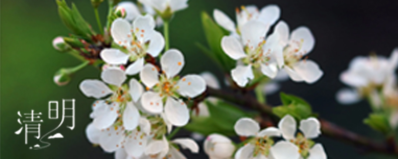 清明节扫墓时间有什么讲究 清明节扫墓有哪些规矩和禁忌