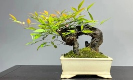 南天竹在家居中的完美位置,增运又增美