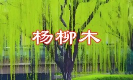 杨柳木命女孩的性格与五行奥秘