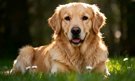 1982年属什么？属狗人2026年运势详解