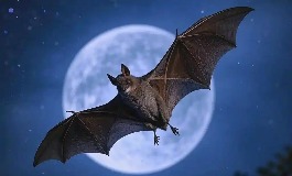 蝙蝠飞到家里是什么预兆？吉凶象征与民间说法解析