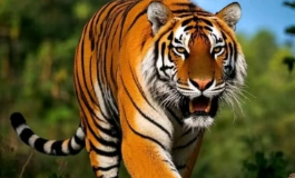 横行霸道是什么生肖？民俗谜底揭晓