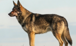 梦见狼狗别不在意，藏着你当下的运势密码