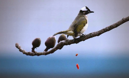 鸟屎掉身上有什么预兆？身上沾到鸟屎怎么化解最有效